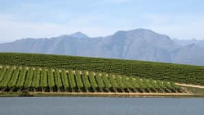 Image 6 Vineyard 298 x 168 . jpg