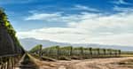 Vineyard At Summer With Clear Blue Sky. jpg 560 x 292