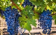 Dt C 2022 thumbnail 225 X 131